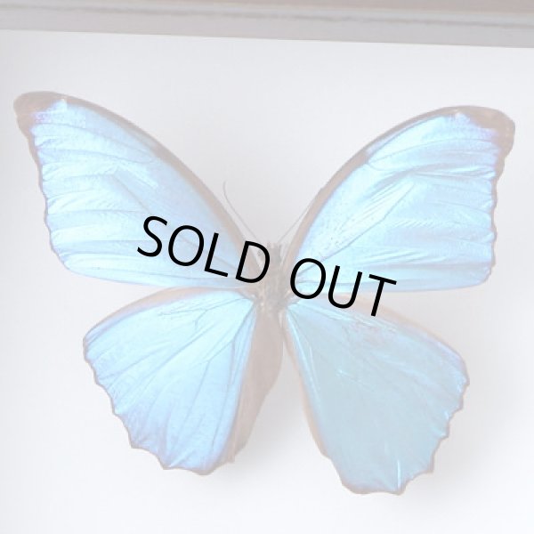 画像5: プリザーブドボックス（小箱）UVフィルム貼り (5)