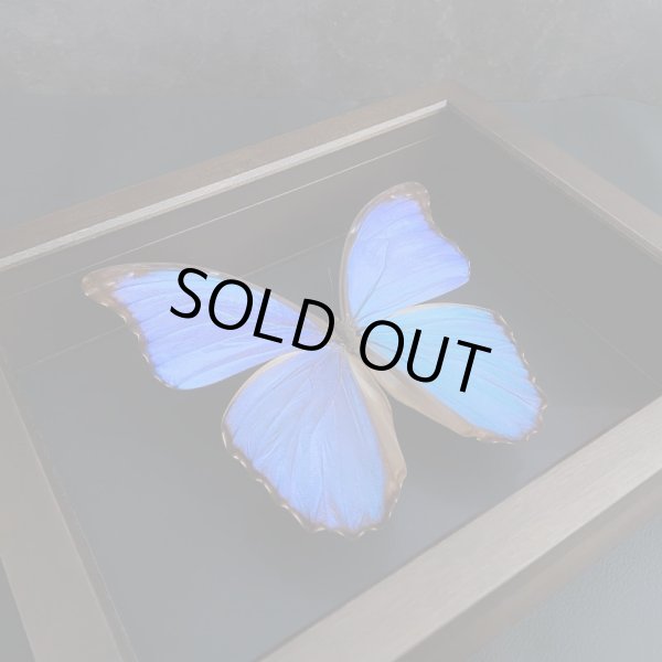 画像4:  1/4 UV低反射フィルム貼り両面ガラス小箱　(特注品）在庫限り!!!　モルフォ蝶1頭は付属されません。 (4)