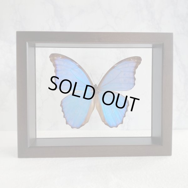 画像3:  1/4 UV低反射フィルム貼り両面ガラス小箱　(特注品）在庫限り!!!　モルフォ蝶1頭は付属されません。 (3)