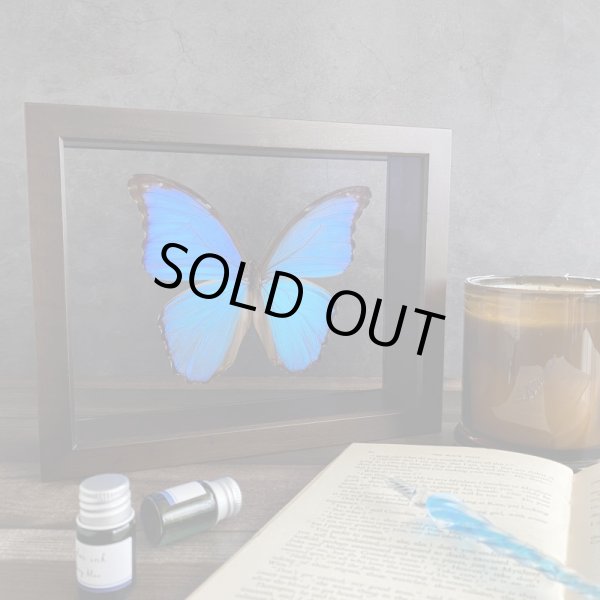 画像2:  1/4 UV低反射フィルム貼り両面ガラス小箱　(特注品）在庫限り!!!　モルフォ蝶1頭は付属されません。 (2)