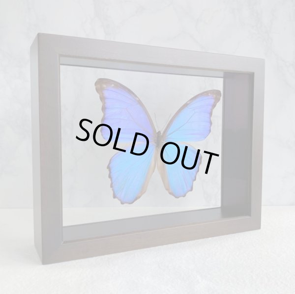 画像6:  1/4 UV低反射フィルム貼り両面ガラス小箱　(特注品）在庫限り!!!　モルフォ蝶1頭は付属されません。 (6)