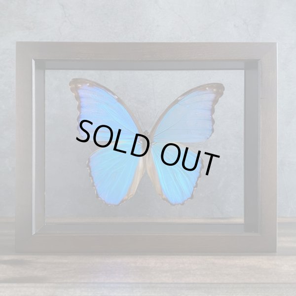 画像1:  1/4 UV低反射フィルム貼り両面ガラス小箱　(特注品）在庫限り!!!　モルフォ蝶1頭は付属されません。 (1)