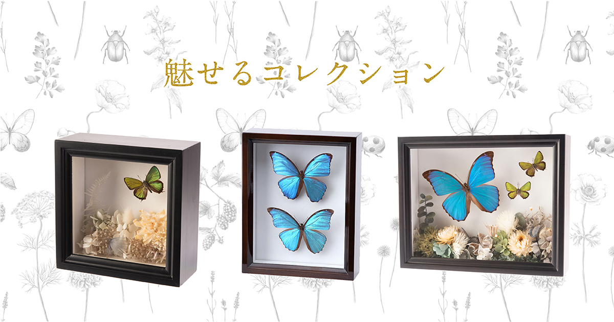 ドイツ型標本箱×3箱 昆虫標本入りクワガタ